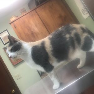 Meet your Posher, Britney